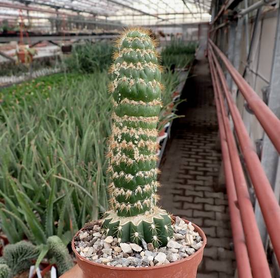 Trichocereus Spachianus Monstruoso
