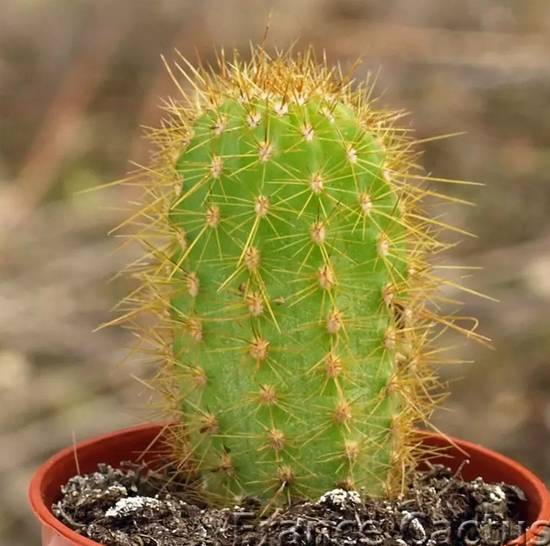 Trichocereus Spachianus
