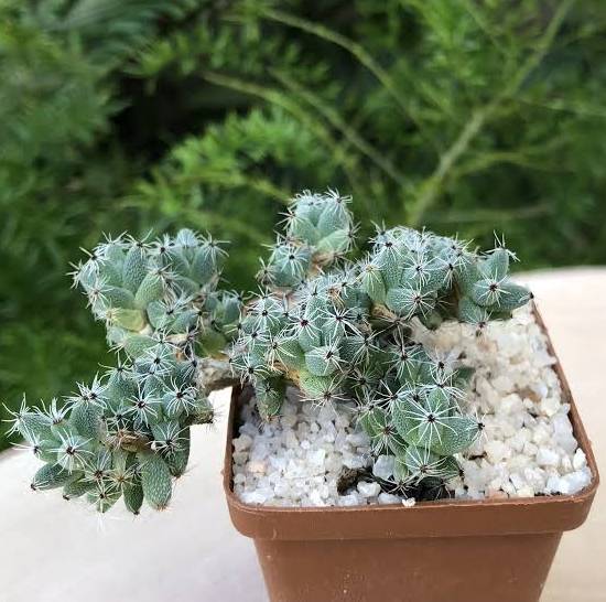 Trichodiadema Densum