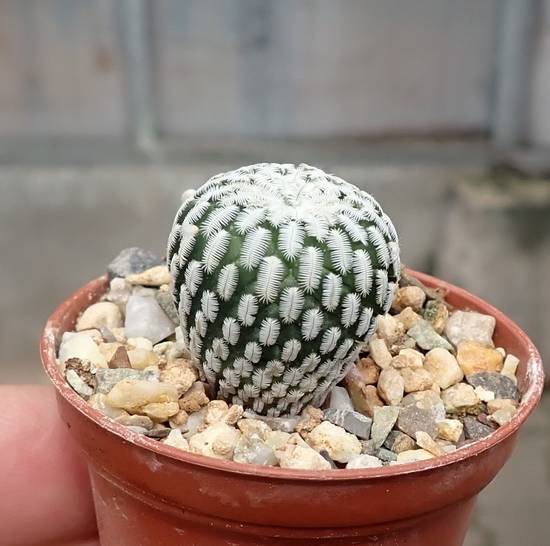 Turbinicarpus Pseudopectinatus