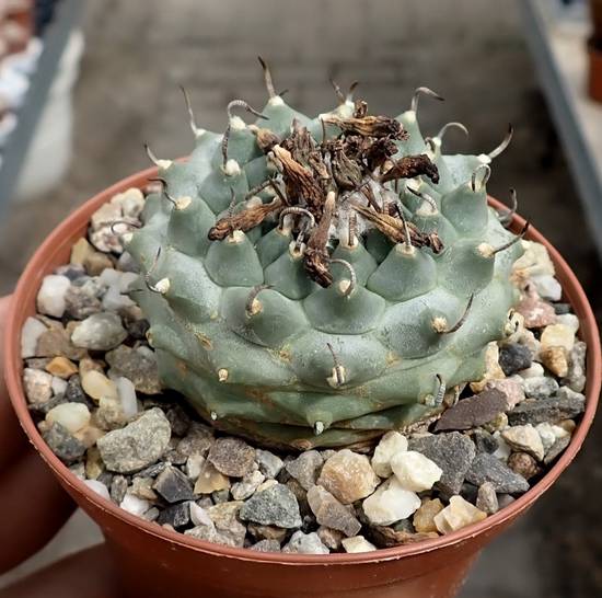 Turbinicarpus Schwarzii