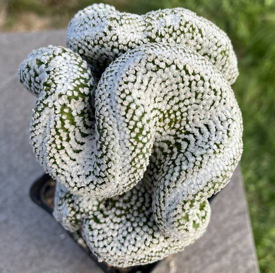 Turbinicarpus Valdezianus Cristata