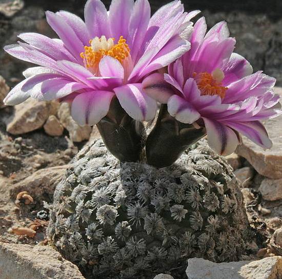 Turbinicarpus Valdezianus