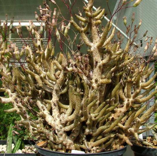 Tylecodon Buchholzianus