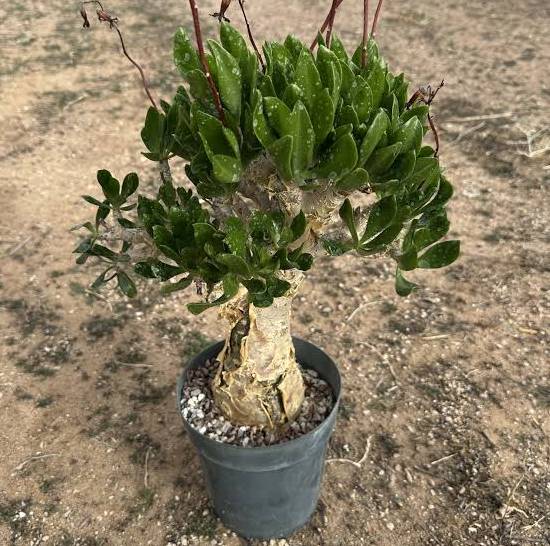 Tylecodon Paniculatus