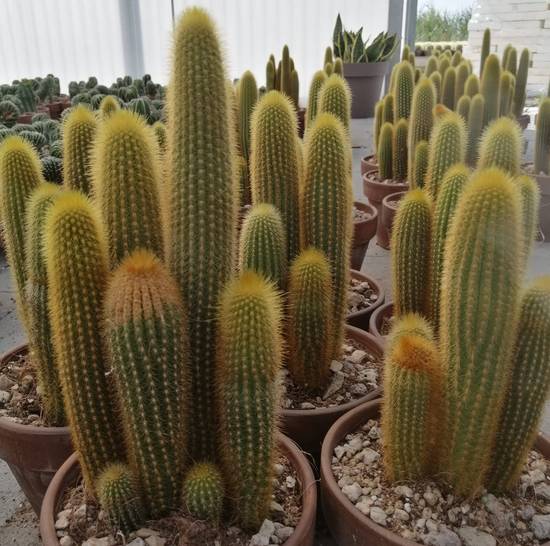 Weberbauerocereus Johnsonii