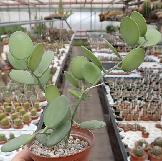 Xerosicyos Danguyi