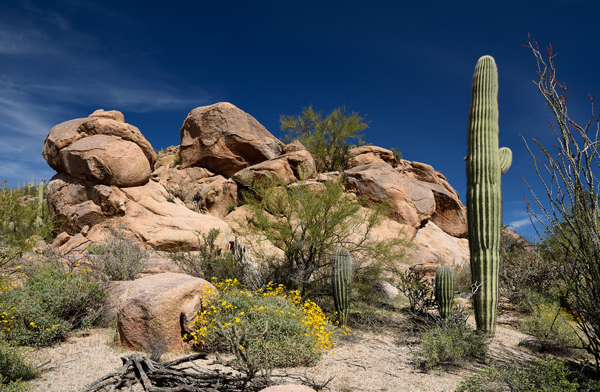 Cactus Passion